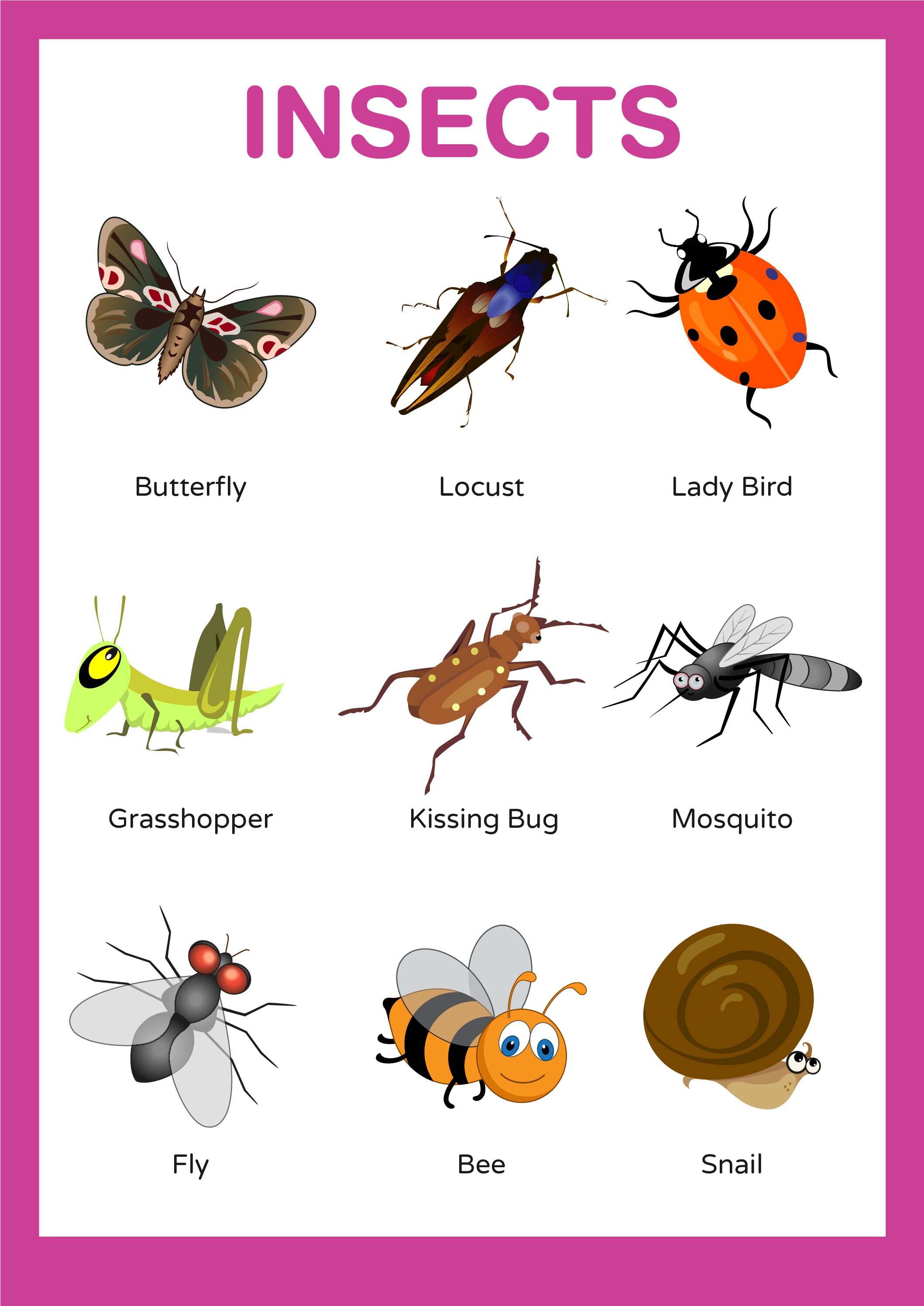 Insects poster for kids